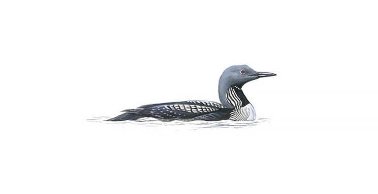 black throated diver