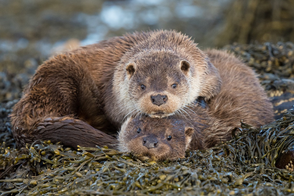 otters