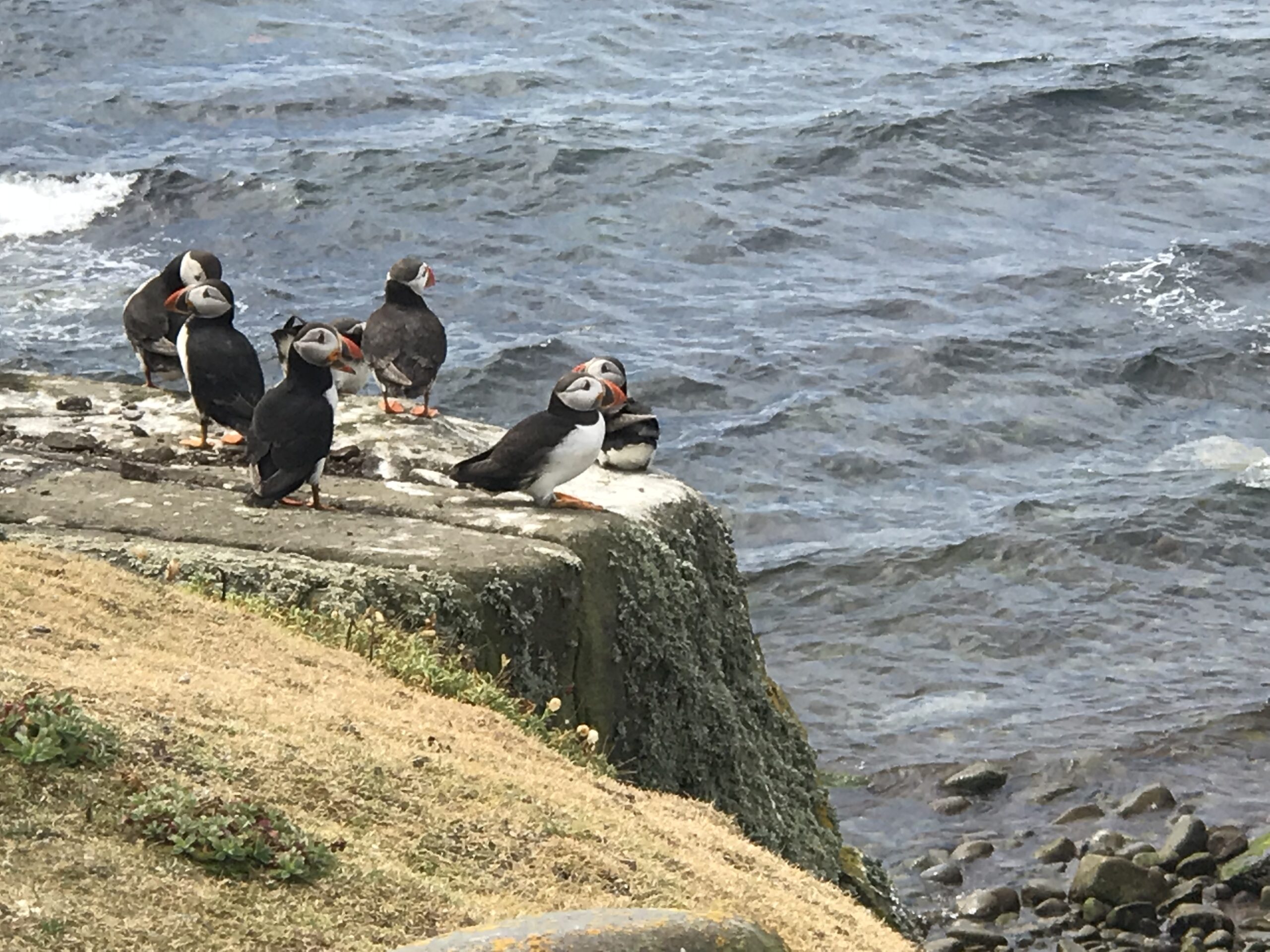 Puffins Isle of May