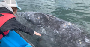 Gray Whale watching