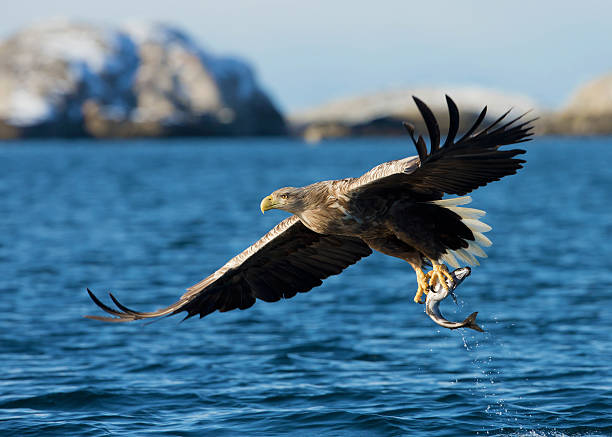 birdwatching in Gairloch