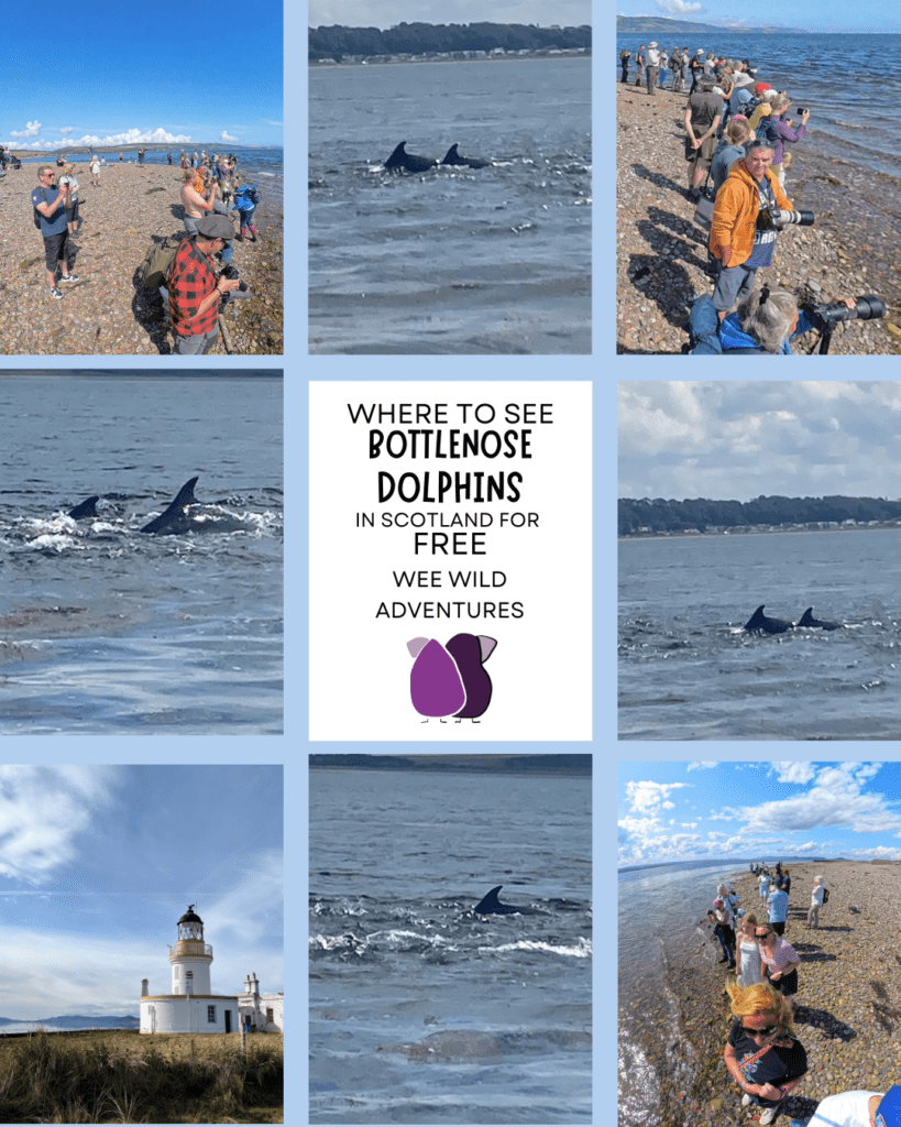 Where to See Dolphins in Scotland: Your Complete Guide to Chanonry Point