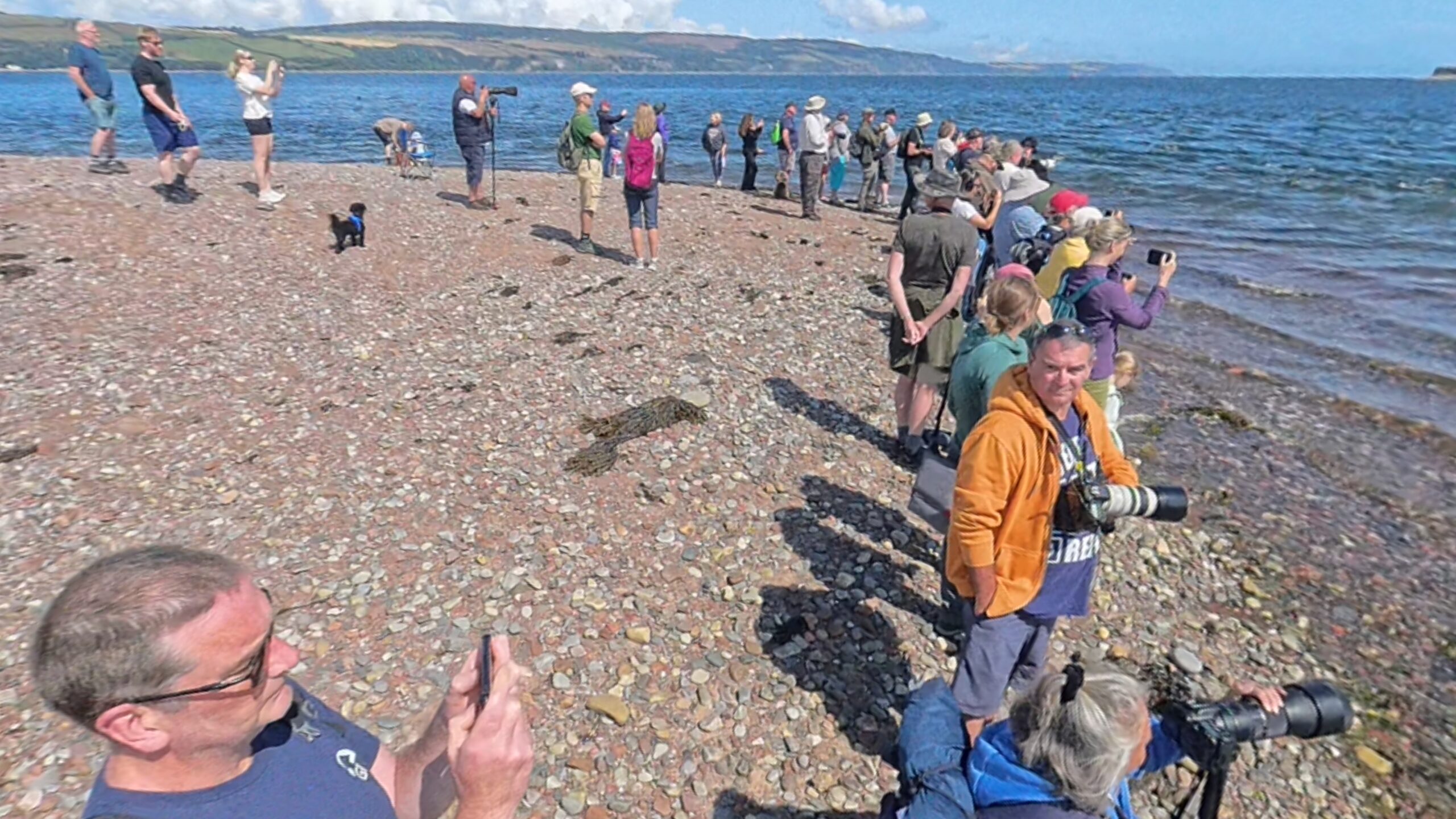 Where to See Dolphins in Scotland: Your Complete Guide to Chanonry Point If you’re hoping to see dolphins in Scotland, Chanonry Point is one of the very best places in the UK to do it from land. Sitting on the Black Isle, this narrow spit of land funnels tidal currents through the Moray Firth, bringing dolphins incredibly close to shore as they hunt salmon. You can often see them just metres away, which is what makes this spot so special. Dolphins are present here year round, but your best chance is on a rising tide, about an hour after low tide, when fish are pushed into the channel and the dolphins follow. Spring and summer tend to offer more consistent sightings, especially when salmon are running into the nearby rivers. There are no guarantees with wildlife, but with a bit of timing and patience, this is one of those places where Scotland really delivers. Read the full guide here: https://weewildadventures.com/where-to-see-dolphins-in-scotland-your-complete-guide-to-chanonry-point/